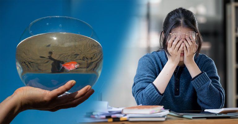 Why Taking Care of a Pet Fish Can Help You Fight Stress in 5 Ways Based on Surprising Scientific Research